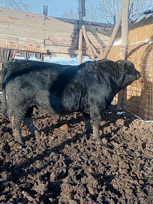 Vând taur angus pentru reproducție