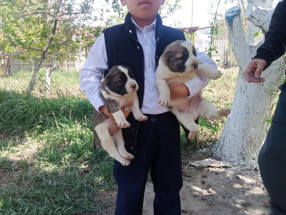 Алабай күшіктер сатылады