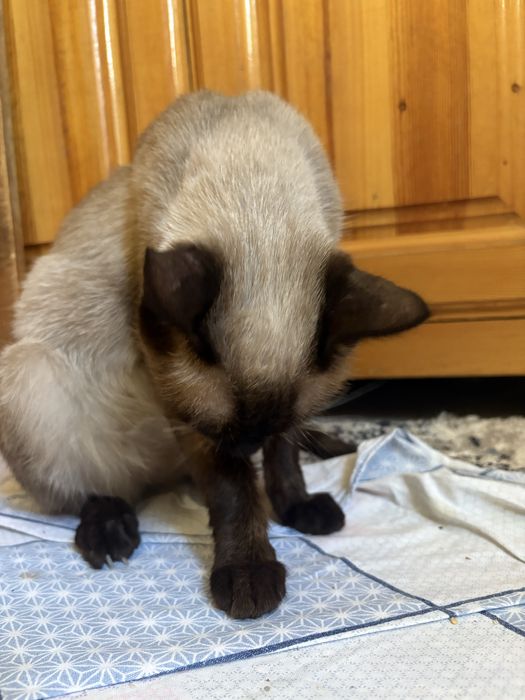 Продаётся Сиамская кошка