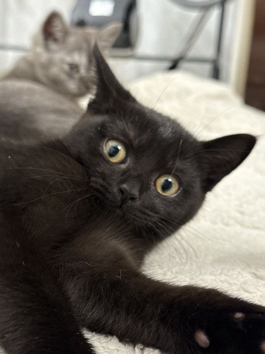 Котенок 3 месяца