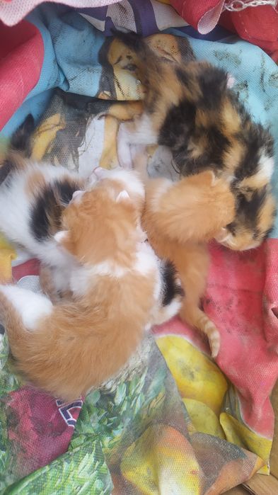 Mushuk bolalari va mushuk sotiladi