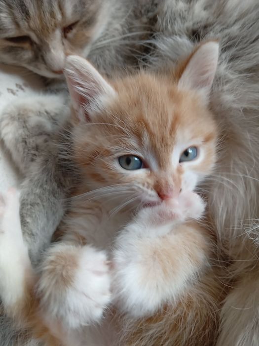 Отдам котенка 1,5  мес