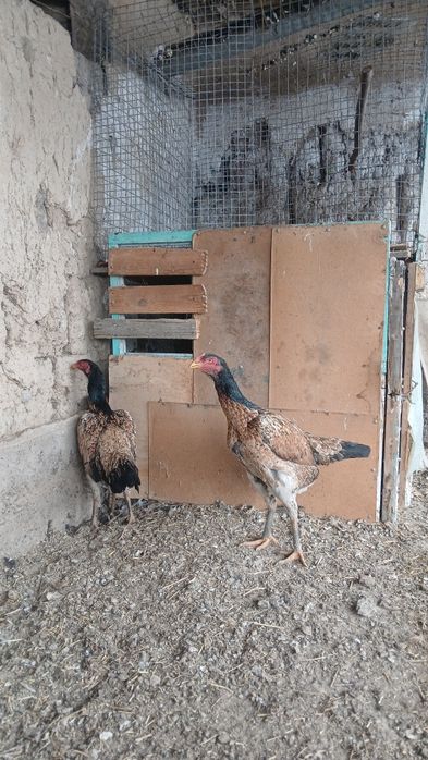 Дакан тауыықтар сатылады