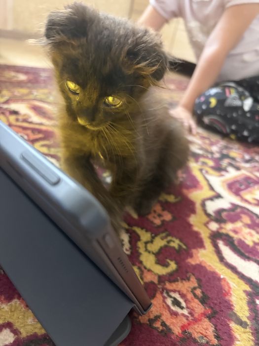 Котика в добрые руки