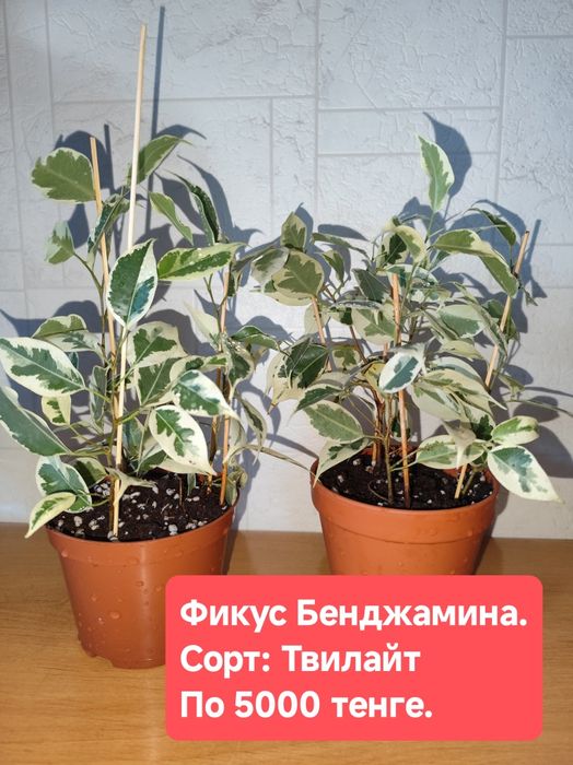 Фикусы Бенджамина