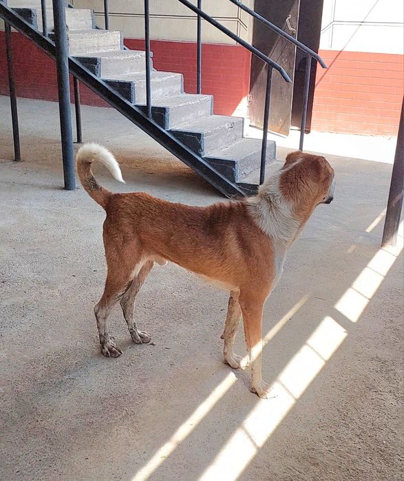 Продаётся Алабай мальчик 1 год 8 месяц  все отлично  Абай