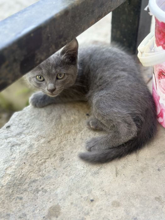 Котенок мальчик 2 месяца
