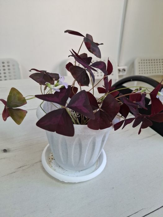 Комнатные  цветы