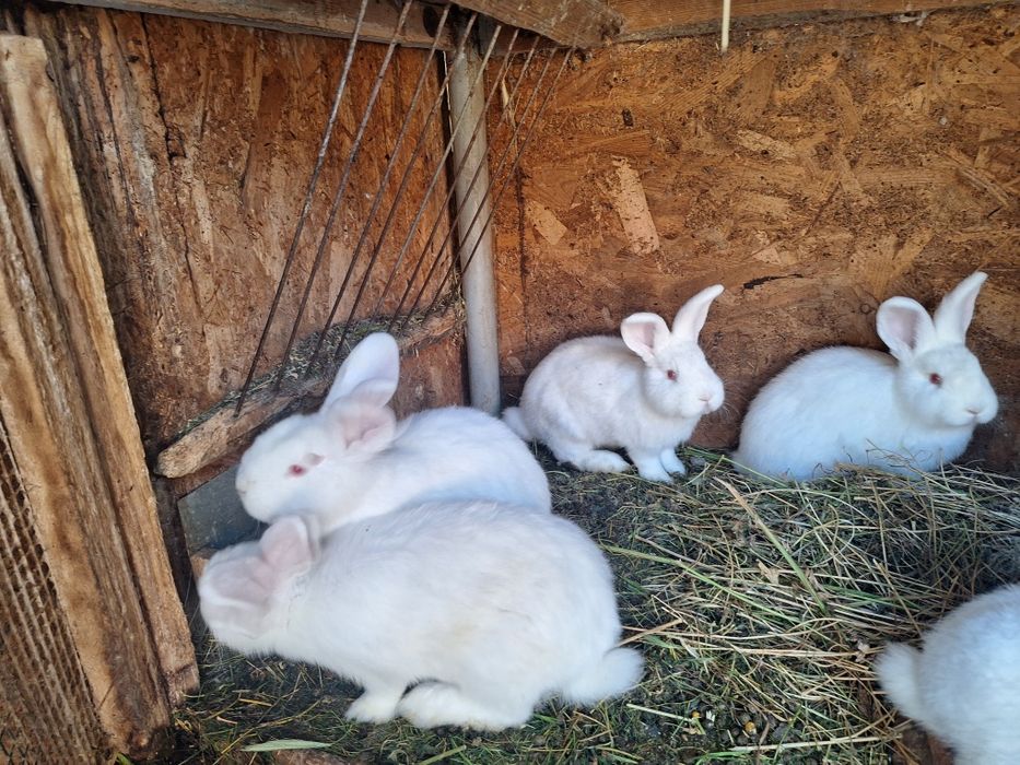 Iepuri Neozeelandez Alb