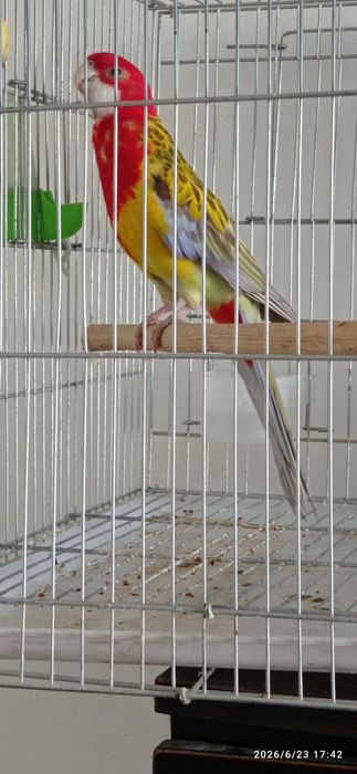 Razella popugay sotiladi
