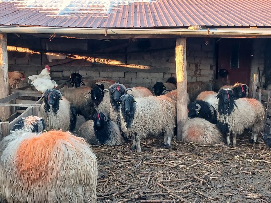 Se vinde Carabase de Brastavatu