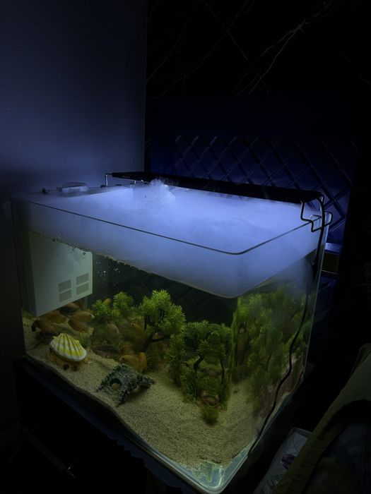 Akvarium tayyor baliqlari bilan