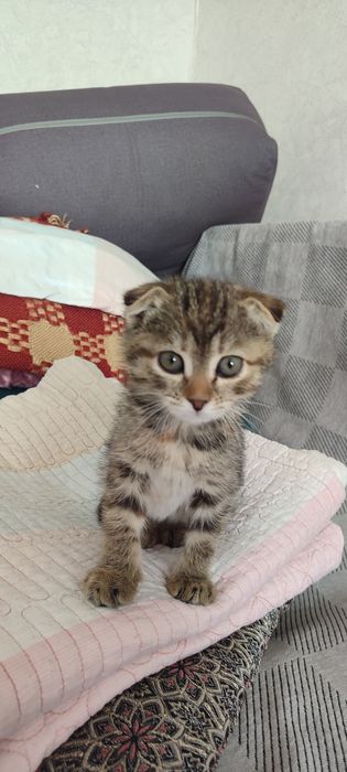 Котик продаю висалуха