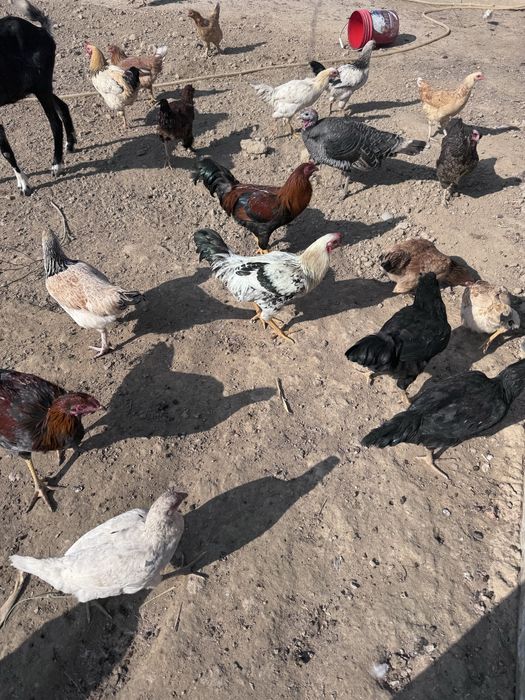 Тауықтар сатылады