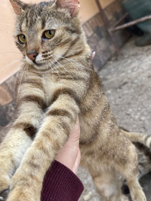 Ofer spre adoptie 4 pisicute si un motan