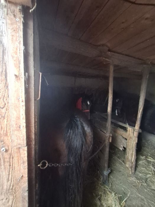 De vânzare mânza 1,5 de  ani