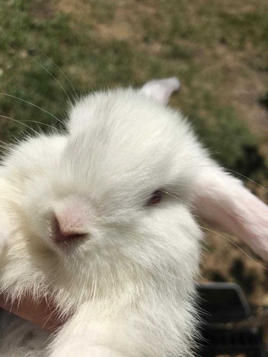 Iepurasi pitici berbec german - mini lop - trimit in tara