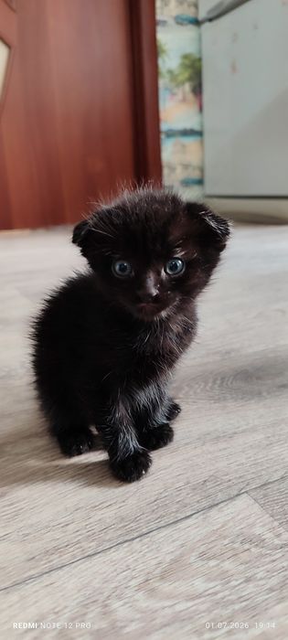 Котята             .
