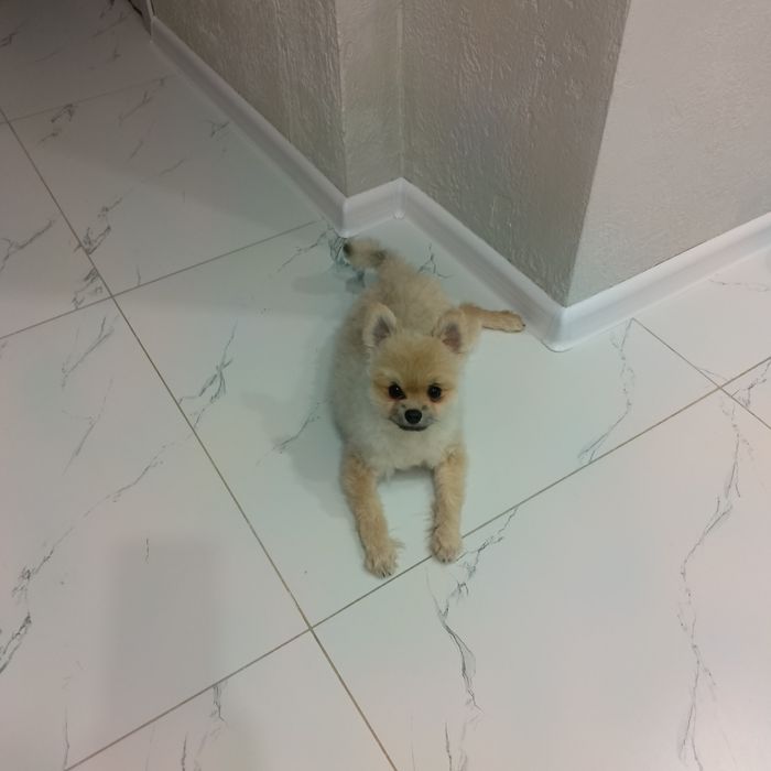 Продам пушистого Малыша