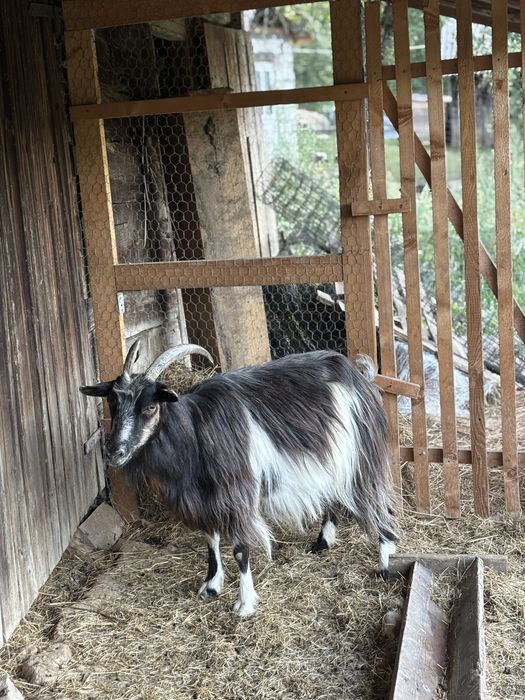 Vand 3 capre o iada de anul acesta o iada de anul trecut o capra adulta de 4 ani