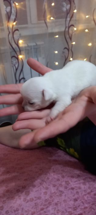 Щенки   чихуахуа