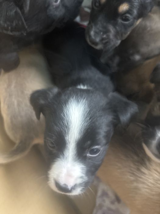 Щенки бесплатно в добрые руки