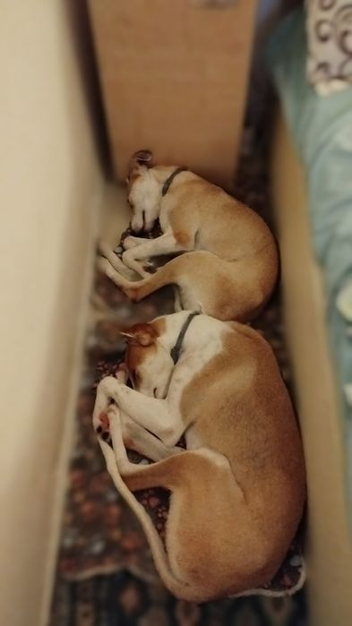 Adoptie caine Bucuresti foarte dragut si dresati