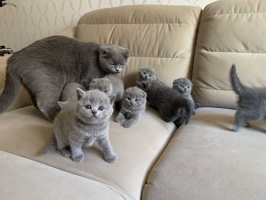 Вислоухие шотландские котята