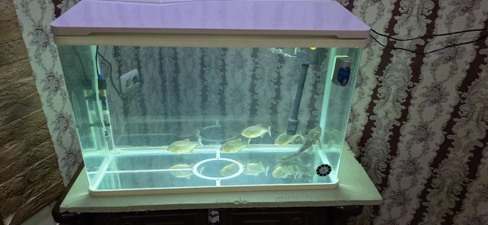 xitoy akuarium sotiladi