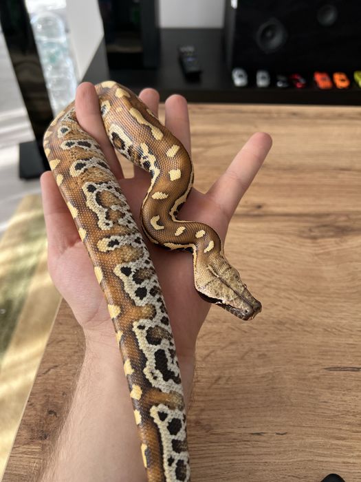Sarpe blood python/ piton