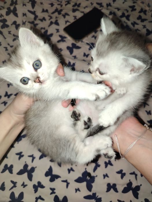 Продаются котята.