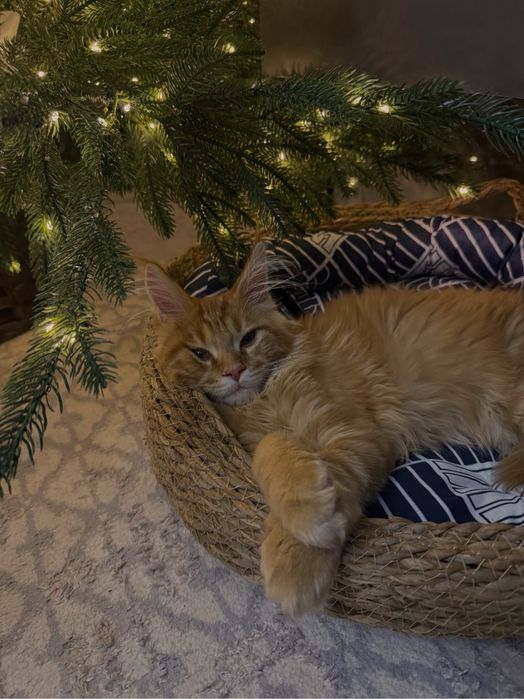 Передержка животных кошек и собак