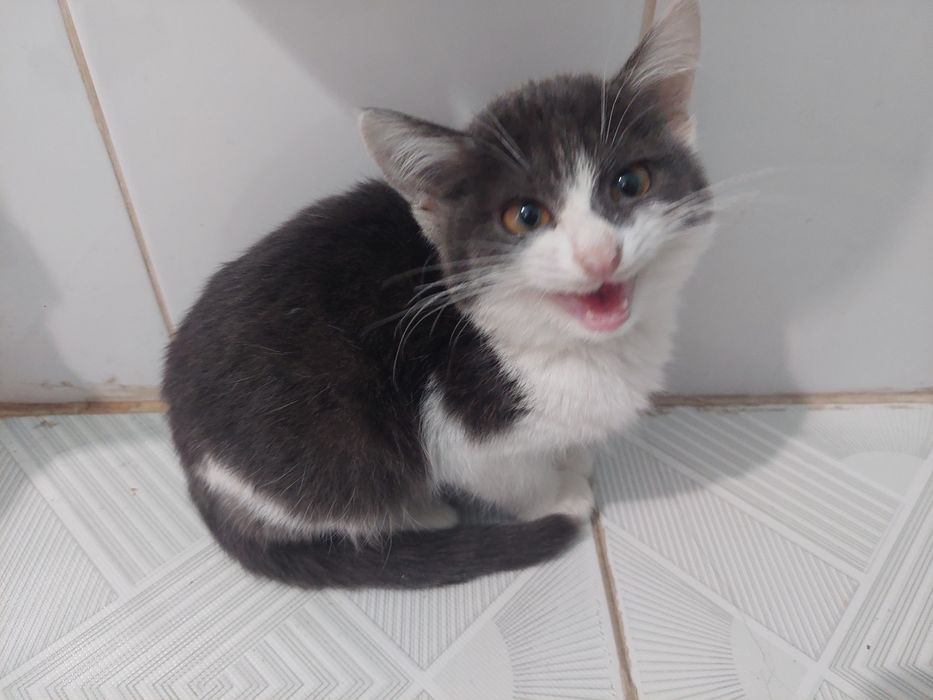 Отдам котёнка девочку в очень добрые и заботливые руки