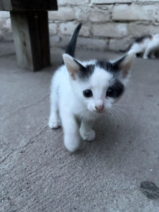 Отдаем котят в добрые руки, уральск