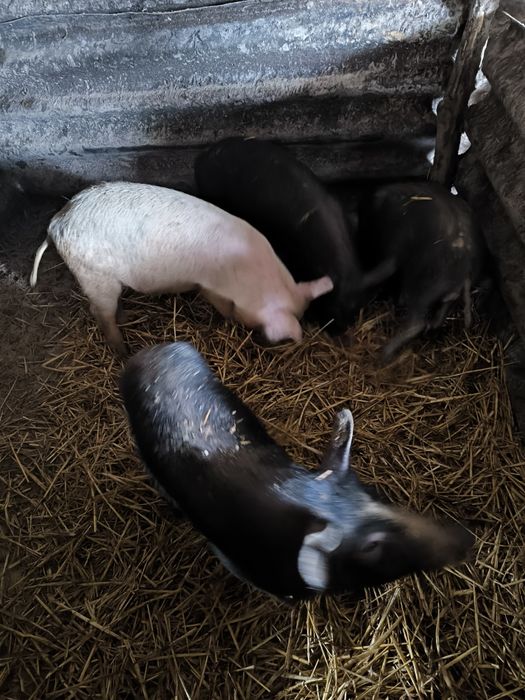 Продавам малки прасенца