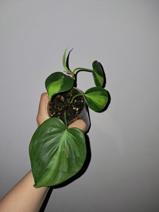 Филодендрон Бразил
