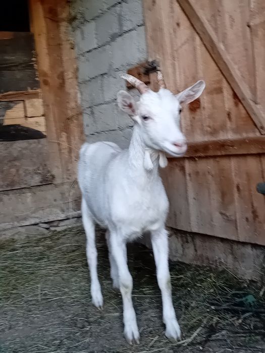 Ieduța de vânzare