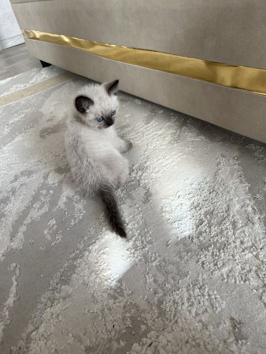 Отдам даром котёнка