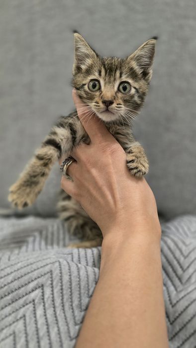 Отдам котёнка в добрые руки!