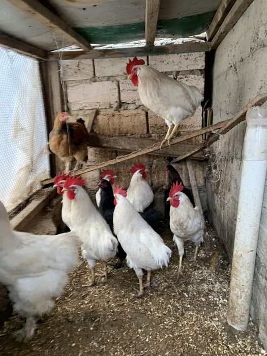 Әтештер сатылады!