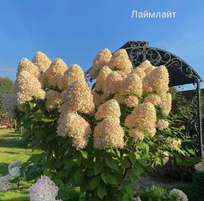 Продам Гортензии