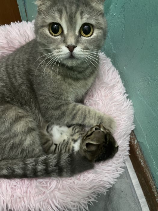 Отдам котят в добрые руки