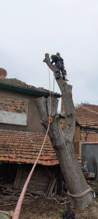 Рязане на опасни дървета и редукция на корони
