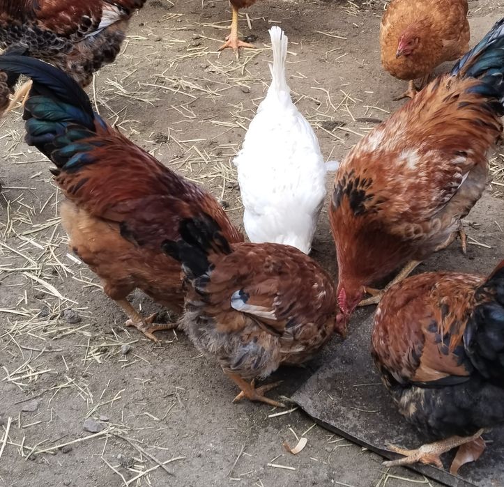 Продам петухов ..