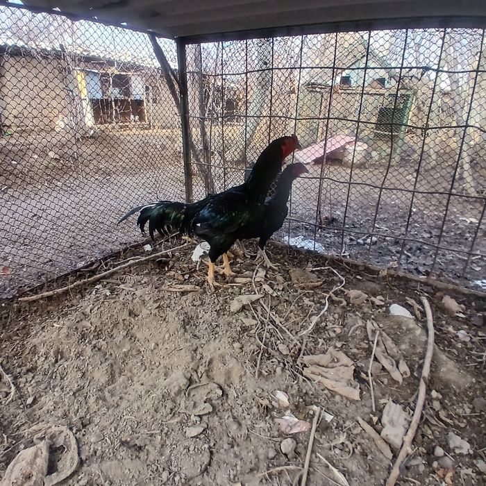 Dakan xo'roz sotiladi. 2 yillik.