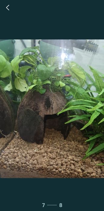 acvariu 26 l, creveți red sacura, buturuga,casuta de cocos cu plante