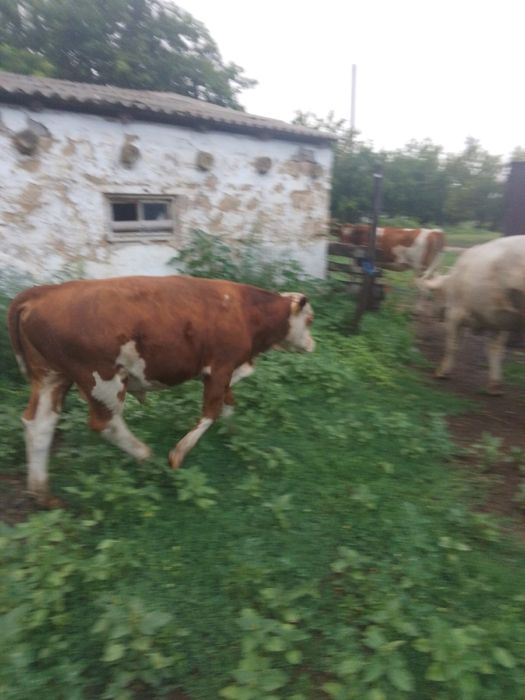 продам 2 быка, и одну телку