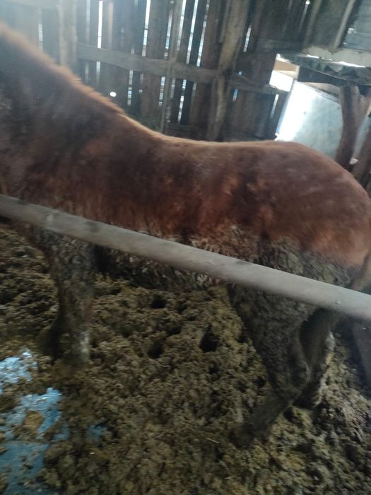 Продам откормленный тай 600 тысяч тенге Кокшетау жайляу