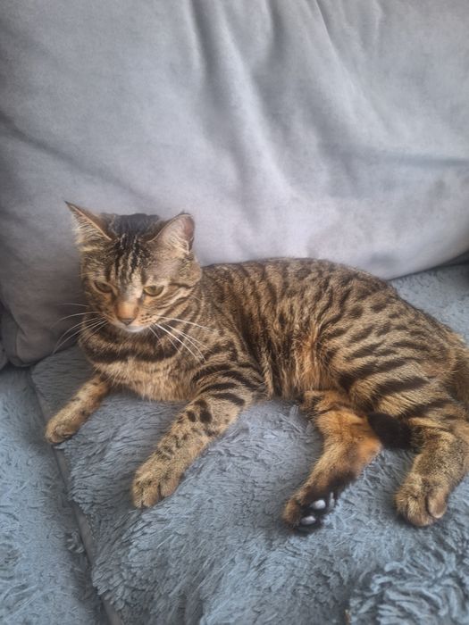 Отдам бесплатно кошку