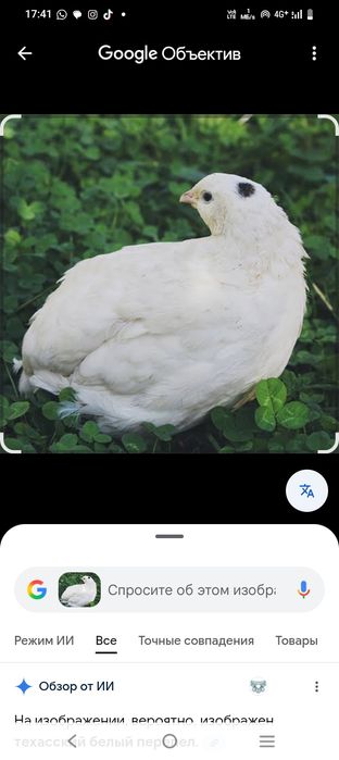 Бөдене перепелка